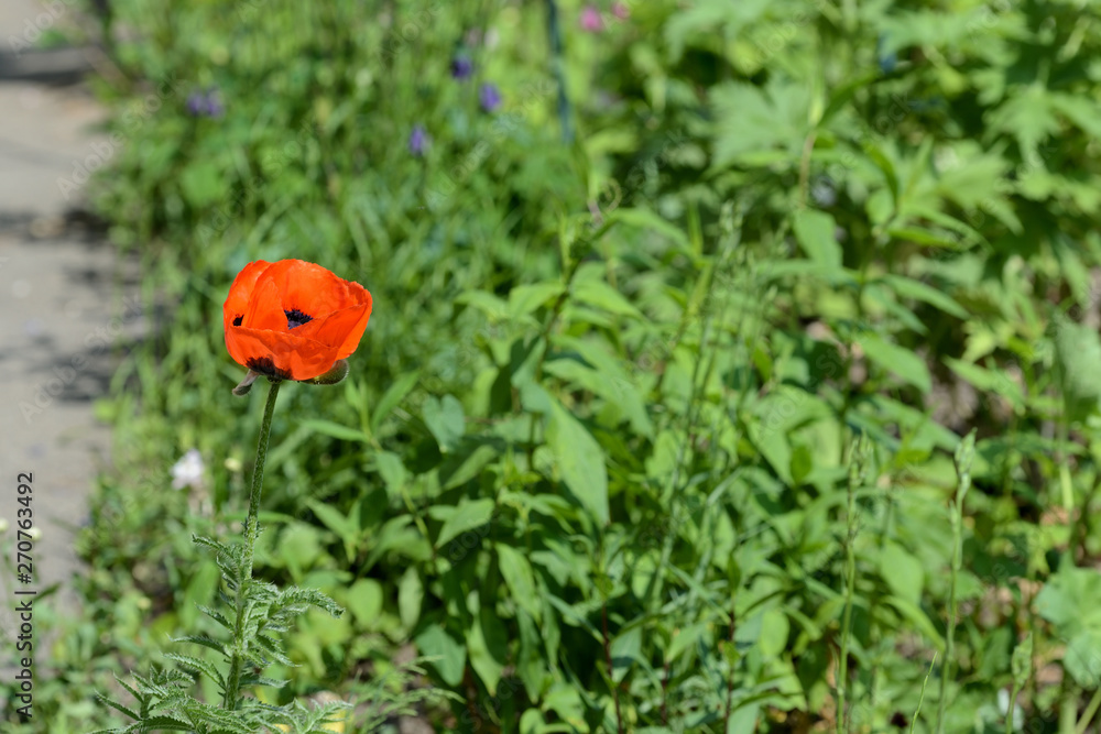 Beautiful garden poppy close up on a bright sunny day Beautiful garden poppy close up on a bright sunny day