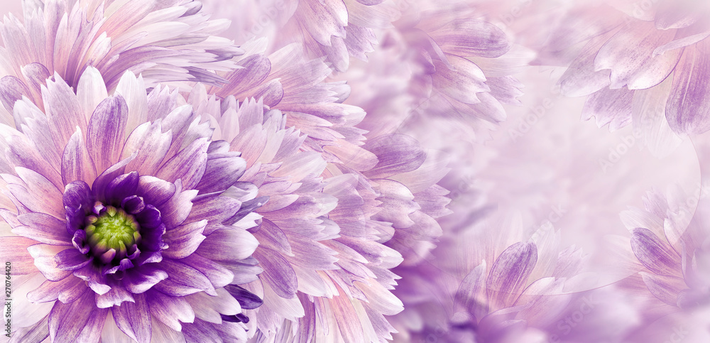 Floral white-violet beautiful background.  Flowers and petals dahlia close-up. Flower composition. Greeting card for the holiday. Nature.	