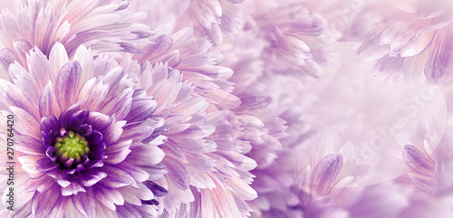 Floral white-violet beautiful background. Flowers and petals dahlia close-up. Flower composition. Greeting card for the holiday. Nature. 