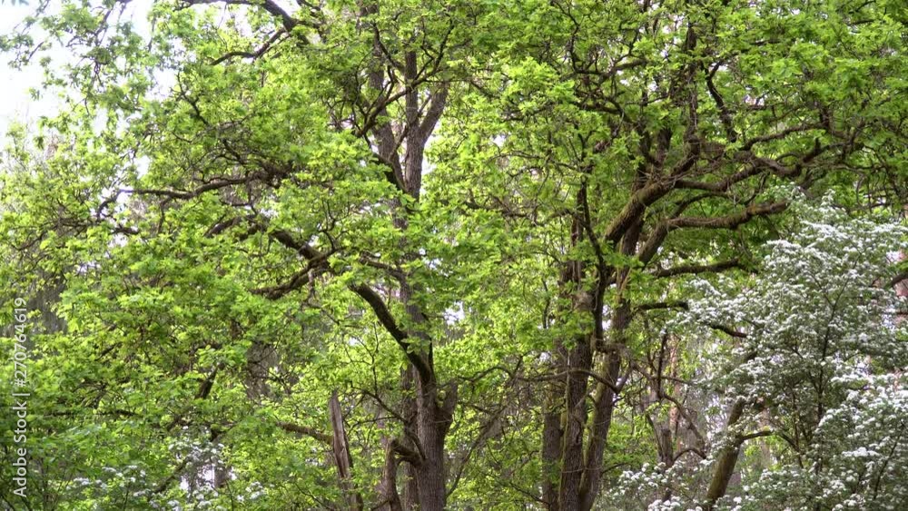 Trees in forest. Review of beautiful trees growing in the woods. Green forest in the summer or spring. Trees in forest. Review of beautiful trees growing in the woods. Green forest in the summer or spring.