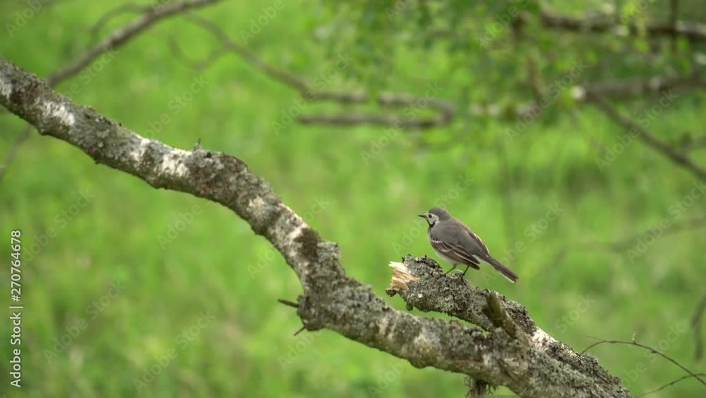 Bird cleaning itselfe with beak on the branch of a tree. Gray and white bird with small beak cleaning the feathers with the beak isolated on green grass background out of focus. Bird cleaning itselfe with beak on the branch of a tree. Gray and white bird with small beak cleaning the feathers with the beak isolated on green grass background out of focus.
