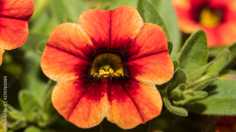 Blüte einer Petunie Blüte einer Petunie