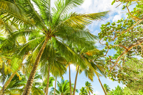 Palm trees in Bois Jolan beach in Guadeloupe