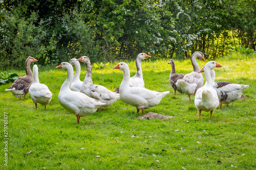 Schilderij op canvas A gaggle of geese standing in a green field