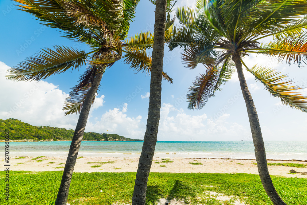 Fototapeta premium Pointe de la Saline beach in Guadeloupe under a shining sun