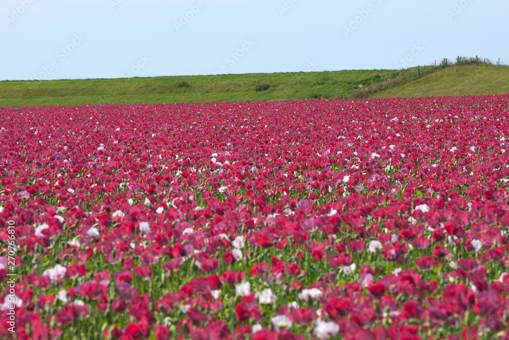 Field of Poppies. Poppy. Groningen Netherlands. Mawseed