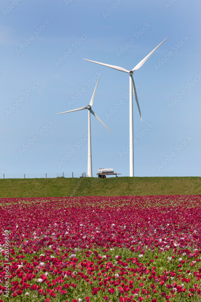 Field of Poppies. Poppy. Groningen Netherlands. Mawseed. Windmill