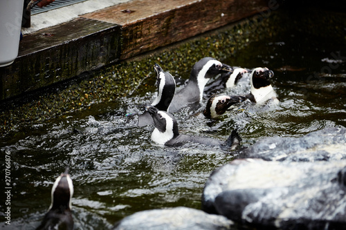 Feeding penguins in the water 