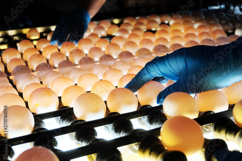 Poultry farm. The blue-gloved hand of a worker checks the eggs for microcracks in a special backlit bunker. Industrial egg production line.