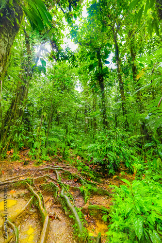 Luxuriant vegetation in Basse Terre jungle in Guadeloupe