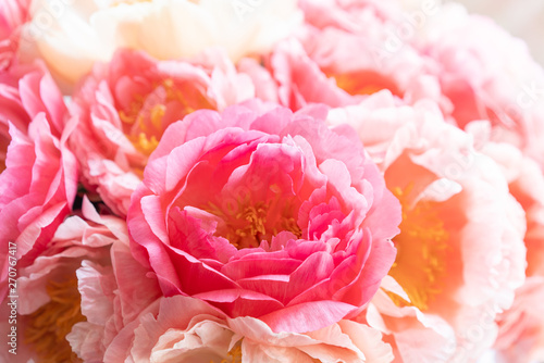 Floral carpet or Wallpaper. Background of coral peonies. Morning light in the room. Beautiful peony flower for catalog or online store. Floral shop and delivery concept .