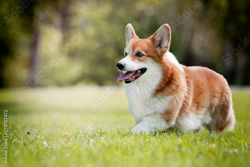 dog for a walk, welsh corgi breed © Happy monkey