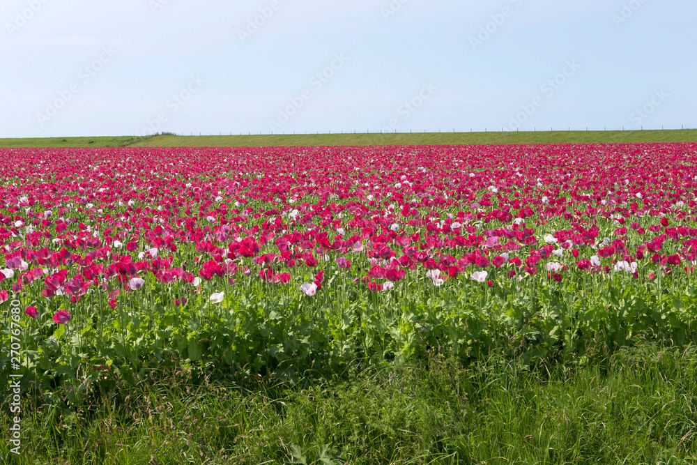 Field of Poppies. Poppy. Groningen Netherlands. Mawseed Field of Poppies. Poppy. Groningen Netherlands. Mawseed