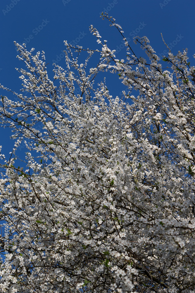 Blossom spring. cherry tree