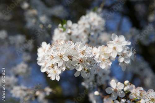 Blossom spring. cherry tree