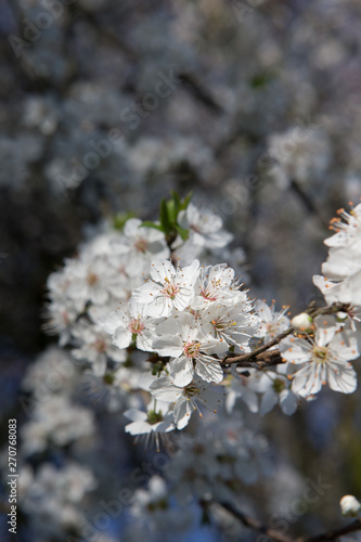 Blossom spring. cherry tree © A
