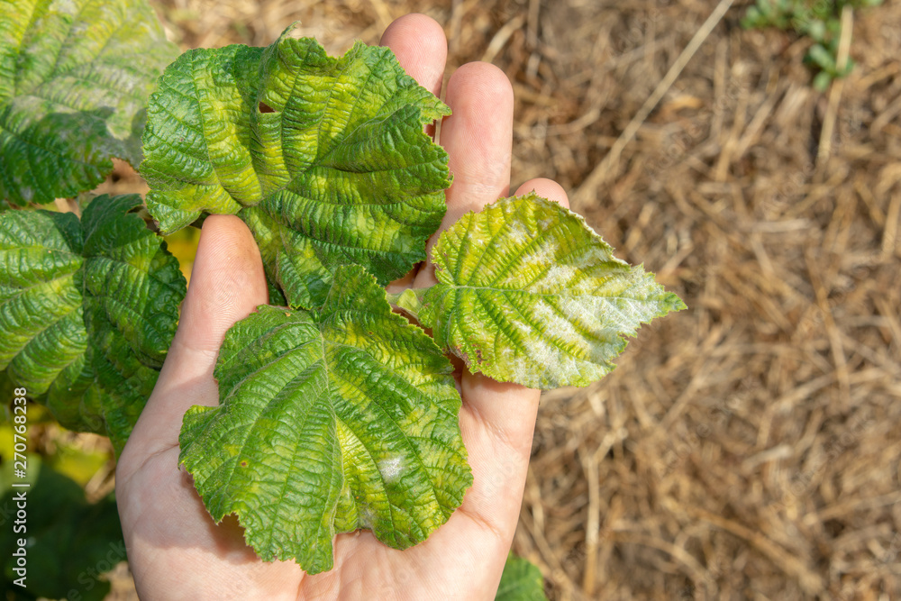 Hazelnut leaf damaged by a pest closeup in a man's hand. Industrial nut cultivation and beetle protection