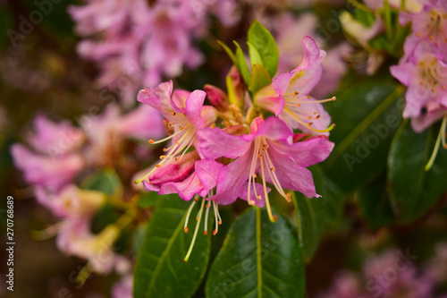 pink flower in the garden