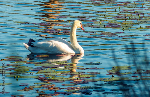 The mute swan (Cygnus olor) is a famous species of swans belonging to the waterfowl family of Anatidae
