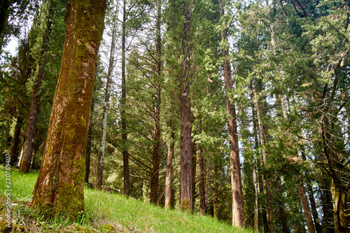 Fototapeta Naklejka Na Ścianę i Meble -  tall trees in the forest