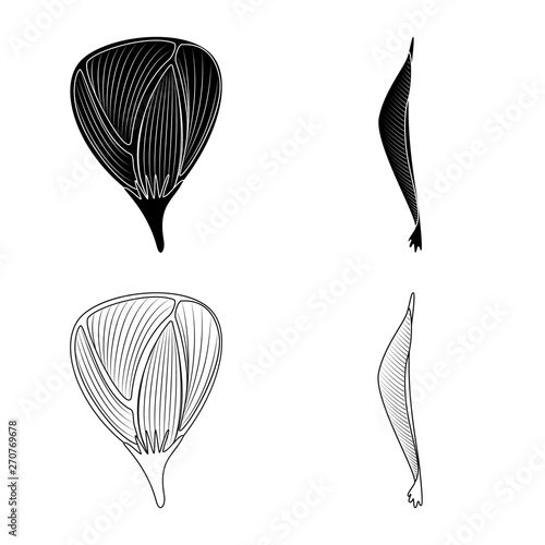 Vector design of fiber and muscular icon. Set of fiber and body  vector icon for stock.