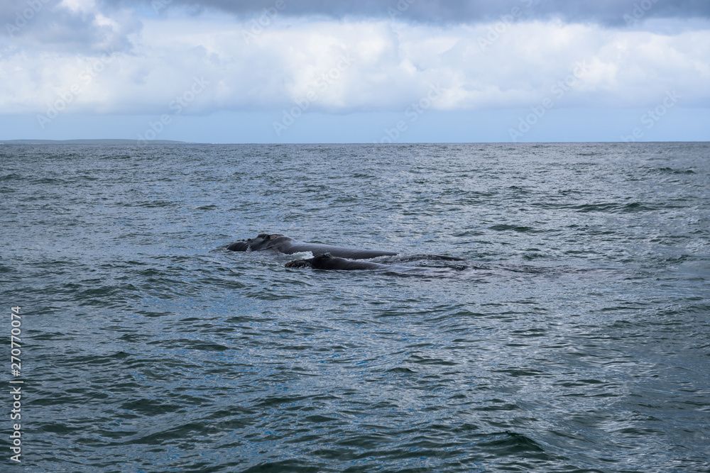 Southern Right Whale female with her calf in the indian ocean at Hermanus, South Africa Southern Right Whale female with her calf in the indian ocean at Hermanus, South Africa