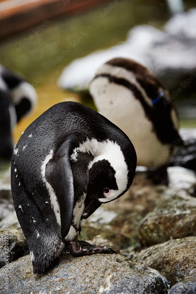 Fototapeta premium Penguins on the rock at zoo