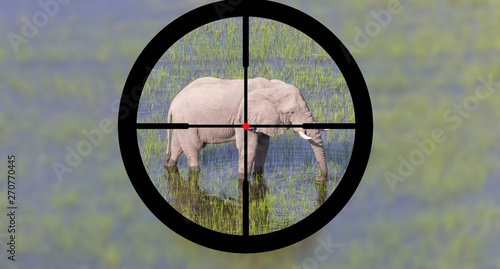 Hunting: African elephant in it's natural habitat