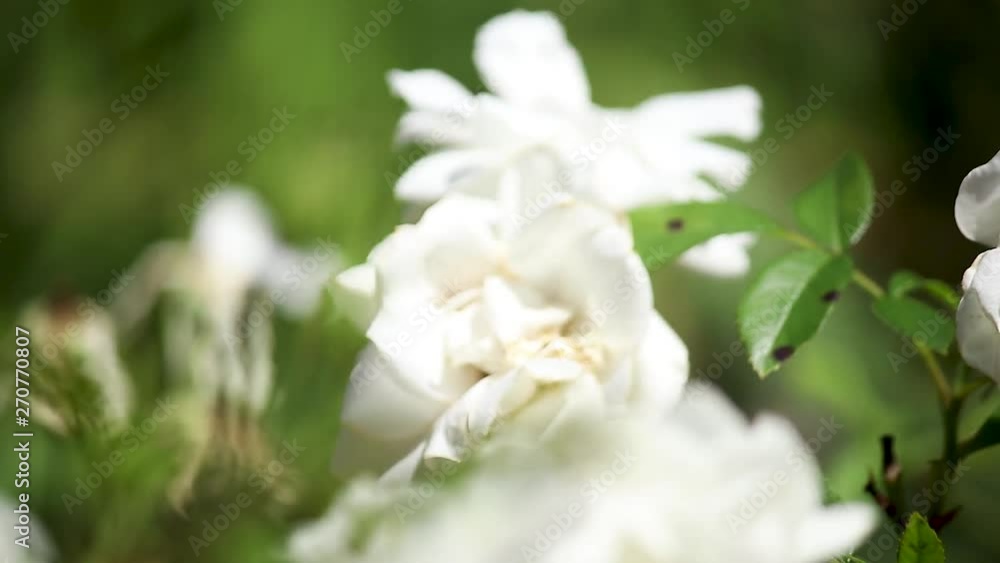 Medium shot of a bee on a flower and flying away. Medium shot of a bee on a flower and flying away.