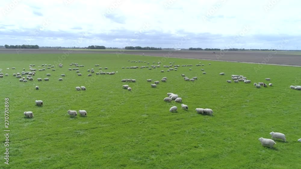 Aerial Orbit Of Green Field With White Sheep. 4K Aerial Orbit Of Green Field With White Sheep. 4K