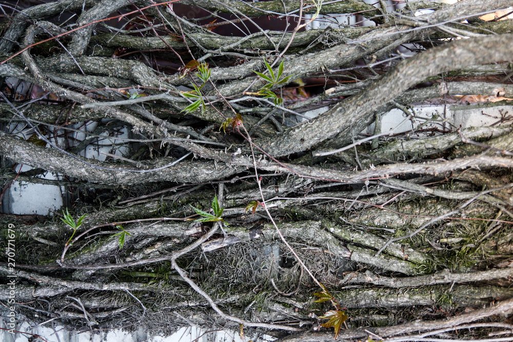 Old branches of wild grapes plaited the wall Old branches of wild grapes plaited the wall