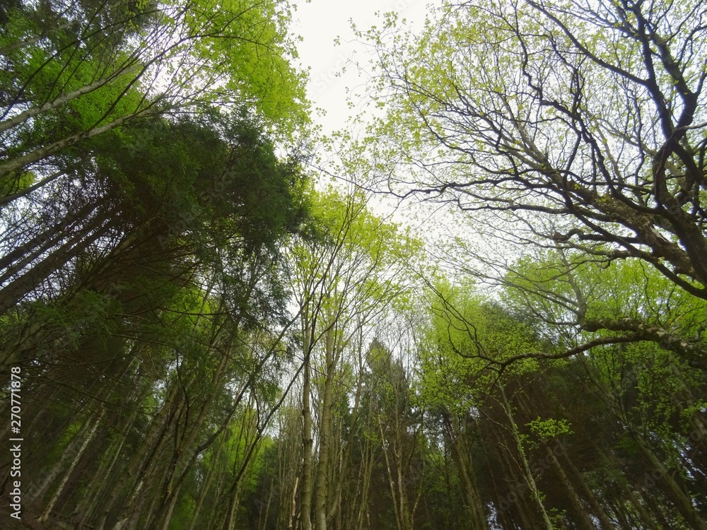 Fototapeta premium The Alps of Lombardy during a spring day in the province of Como, Italy - May 2019.