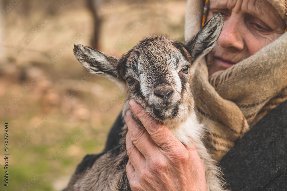 Fototapeta premium Happy grandmother holding a goat in her arms