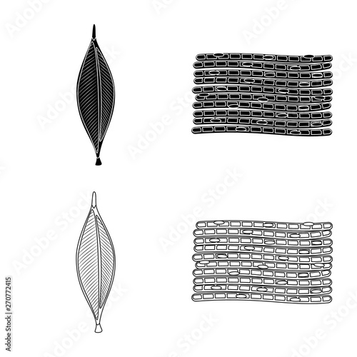 Vector design of fiber and muscular sign. Collection of fiber and body  stock vector illustration.