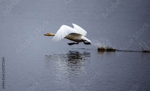 Swan Takeoff © Gary
