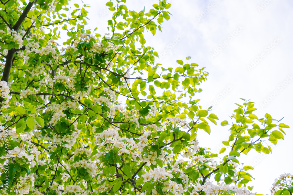 Branch of beautiful white flower . Branch of beautiful white flower .