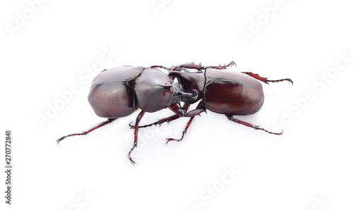 Deer beetle on a white background