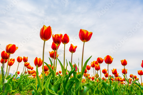 Fototapeta Naklejka Na Ścianę i Meble -  Beautiful bouquet of tulips in spring season .