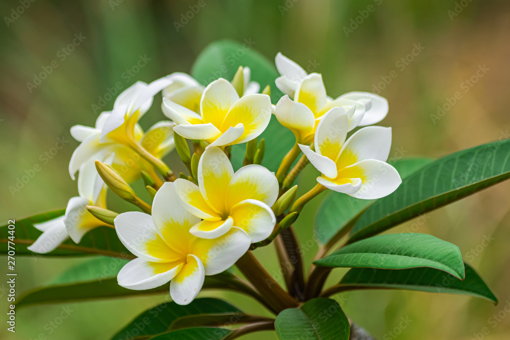 Plumeria rubra flowers blooming, with green leaves Plumeria rubra flowers blooming, with green leaves