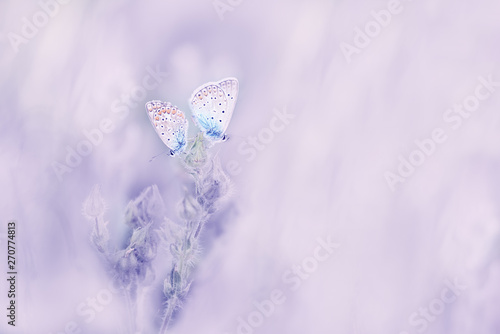 A very gentle artistic photo of a pair of butterflies on a flower. © Ann Stryzhekin