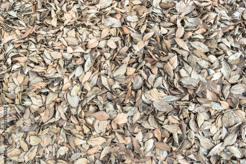 Autumn leaves background Autumn leaves background