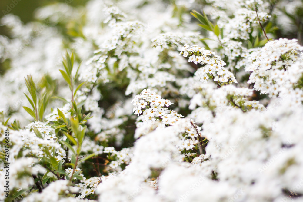 Beautiful white view of lovely flowers in a countryside village garden,park. Beautiful white view of lovely flowers in a countryside village garden,park.