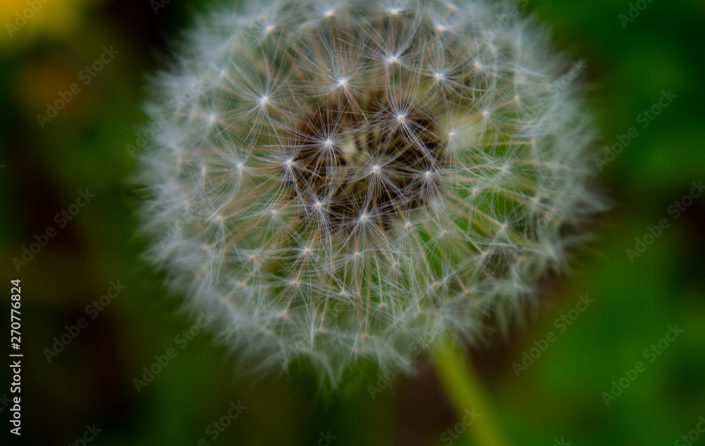 dandelion seeds on green background