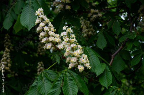 blooming horse chestnut