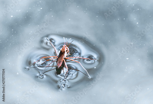 2  Water Skaters (Pond-skater) freshwater insect photo