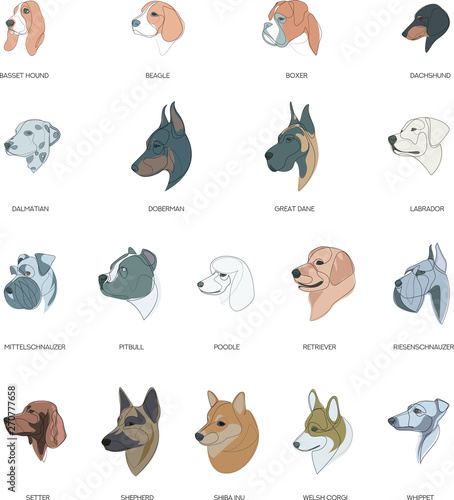 Breeds of dogs drawn in minimal style set. Vector illustration