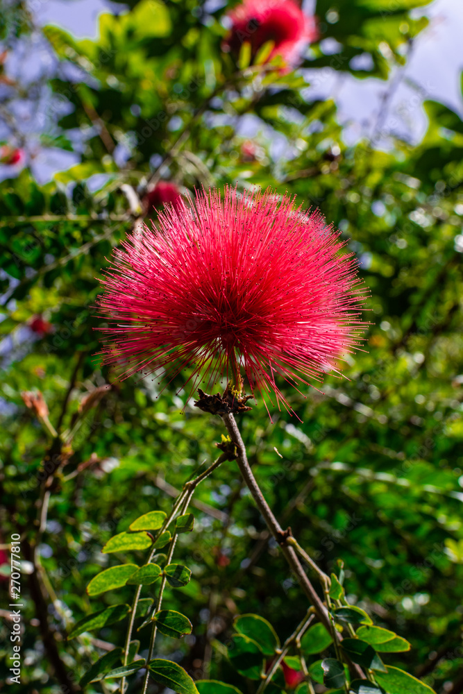 Calliandra haematocephala red flower, from Bolivia. Calliandra haematocephala red flower, from Bolivia.