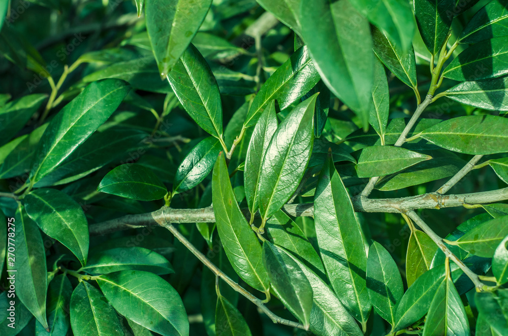 Leaves of a laurel photo.