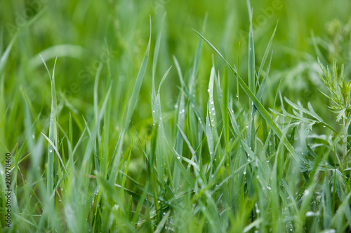 Wet green grass after rain drops