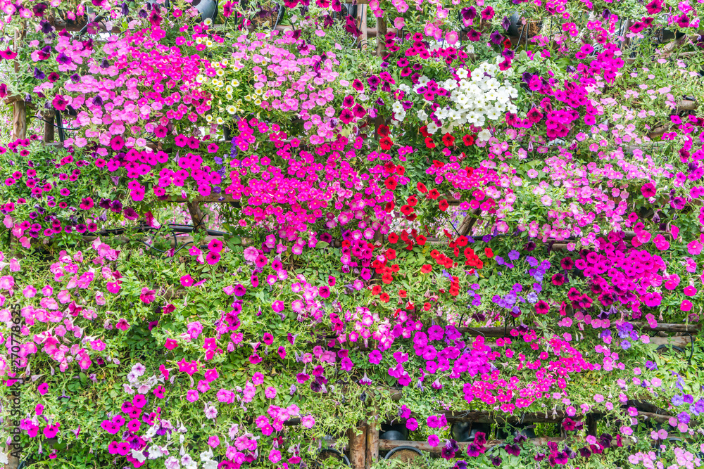 Obraz premium Beautiful flowers background
